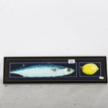Clive Fredriksson, acrylic, mackerel and lemon, 16cm x 60cm