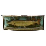 Taxidermy: A Pike by J.Cooper and Sons, London, display mounted in bow front display case "Pike 20lb