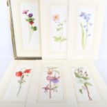 Jane Edmonds, a group of 6 watercolour botanical studies, 37cm x 14cm (5 mounted + 1 framed)