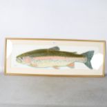 Clive Fredriksson, gouache, study of a rainbow trout, 36cm x 98cm overall, framed