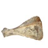 A bone scapula scrimshaw, L31cm