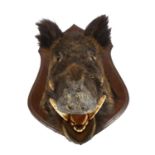 TAXIDERMY - a boar's head mounted on a shield panel, H60cm, D55cm