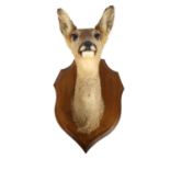 TAXIDERMY - a small roe deer, mounted on an oak shield back, shield L30cm, overall D28cm