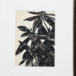 John N Nash, wood engraving "Spurge laurel" 1928, The London Mercury, 15cm x 10.5cm, framed Good