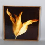 Contemporary Dutch School, a large cibachrome photograph of a tulip, mounted on perspex, 79cm