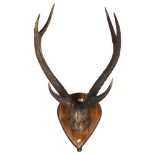 TAXIDERMY - a pair of stag's antlers, mounted on tear-drop shape board, L70cm