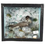 TAXIDERMY - a seabird, in a naturalistic framed glazed case, case width 31cm