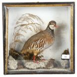 TAXIDERMY - a study of a French partridge, in a naturalistic framed glazed case, case width 36cm