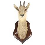 TAXIDERMY - a mountain goat head, on oak shield plaque, shield length 35cm