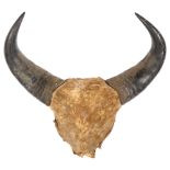 TAXIDERMY - a pair of buffalo horns, unmounted, width between the tips 36cm
