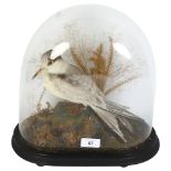 TAXIDERMY - a study of a tern, on naturalistic stand, cased in a glass dome, H32cm