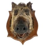 TAXIDERMY - a boar's head mounted on an oak shield plaque, plaque length 60cm