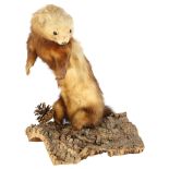 TAXIDERMY - a ferret on naturalistic stand, H41cm