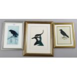 3 ornithological prints, framed (3) Good condition