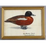 Sir Peter Scott (1910 - 1989), Hartlaubs duck, watercolour, unsigned, 12cm x 17cm, framed Fold marks