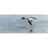 Karl Taylor, red breasted Merganser 1992, watercolour, signed, 12cm x 29cm, framed Good condition