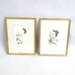 A pair of Chinese watercolours on rice paper, butterfly and flowers, 34cm x 26cm overall, framed