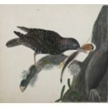 19th century watercolour, study of a starling, unsigned, 25cm x 27cm, unframed Slight paper