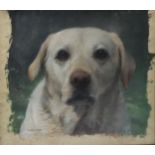 Philip Reed, portrait of a Labrador, watercolour/pastel, signed, 30cm x 33cm, framed Good condition