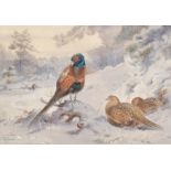 After Archibald Thorburn, pheasant in winter, watercolour, signed with monogram AWA 1927, 18cm x
