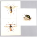 Brian Hargreaves (1935 - 2011), 3 entomological studies, watercolour on paper, 26cm x 31cm Good