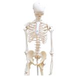 A composition life-size human skeleton, H150cm