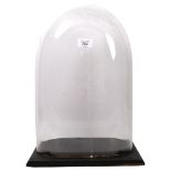 A modern glass dome, on fitted wooden display stand, dome height including stand 43cm, length