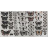 Graham Clarke (born 1941), British butterflies, coloured etching, artist's proof, signed in