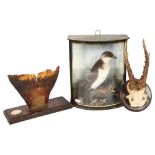 TAXIDERMY - a small wading bird, mounted in a bow-front case, case height 26.5cm, a pair of small