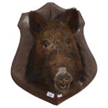 TAXIDERMY - a boars head on wooden shield plaque, L56cm