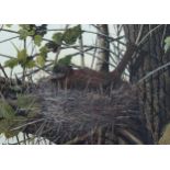 Paul Dawson (born 1946), a nesting thrush, gouache, signed, 22cm x 30cm, framed Good untouched
