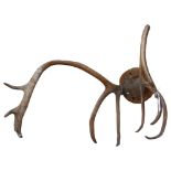 TAXIDERMY - a pair of stag antlers mounted on a circular pine panel, length approx 45cm