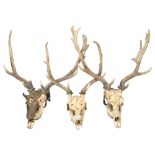 TAXIDERMY - 3 similar stag antlers, complete with petrified skulls, tallest approx 76cm