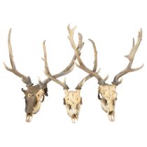 TAXIDERMY - 3 similar stag antlers, complete with petrified skulls, tallest approx 76cm