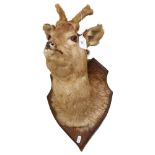 TAXIDERMY - a deer's head on an oak shield plaque, D39cm