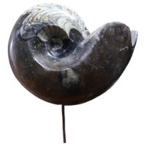 A Devonian Period large polished goniatite on stand, H46cm