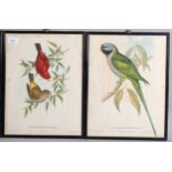 Gould & Richter, set of 4 ornithological studies, colour lithographs, 38cm x 28cm, framed Paper
