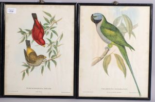 Gould & Richter, set of 4 ornithological studies, colour lithographs, 38cm x 28cm, framed Paper