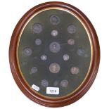 An oval framed set of Ancient coins including Roman, H36cm