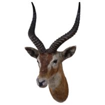 TAXIDERMY - an antelope's head and shoulder with shaped horns, unmounted, depth 45cm