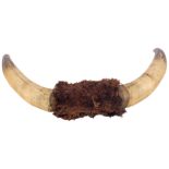 TAXIDERMY - a pair of cow horns, 41cm across