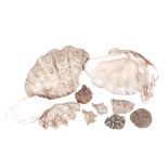 2 large seashells, 28cm, 2 smaller shells, coral etc