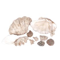 2 large seashells, 28cm, 2 smaller shells, coral etc