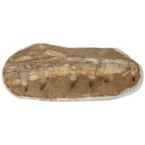 A large prehistoric fossil mosasaurus jaw and teeth, 66 - 82 million years old, length approx 79cm