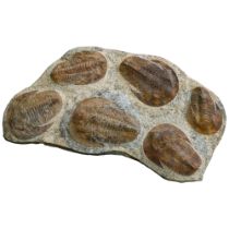 A large prehistoric fossilised trilobite plaque, Jurassic Period circa 450 million years old, length