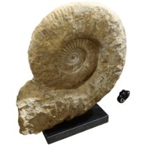 A large prehistoric fossilised ammonite, mounted on granite base, height 55cm