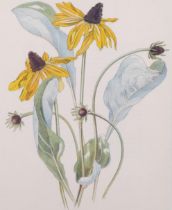 John Nash (1893-1977), colour lithograph on paper, Rudbeckia Maxima (The Great Cone Flower), 25cm