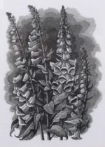 George Mackley (1900-1983), wood engraving on paper, Foxgloves, from the suite Weeds and Wild