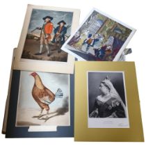 A folio of various prints and plates, many taken from various Vintage and Antique books, many