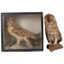 TAXIDERMY - 2 Tawny owls, 1 cased